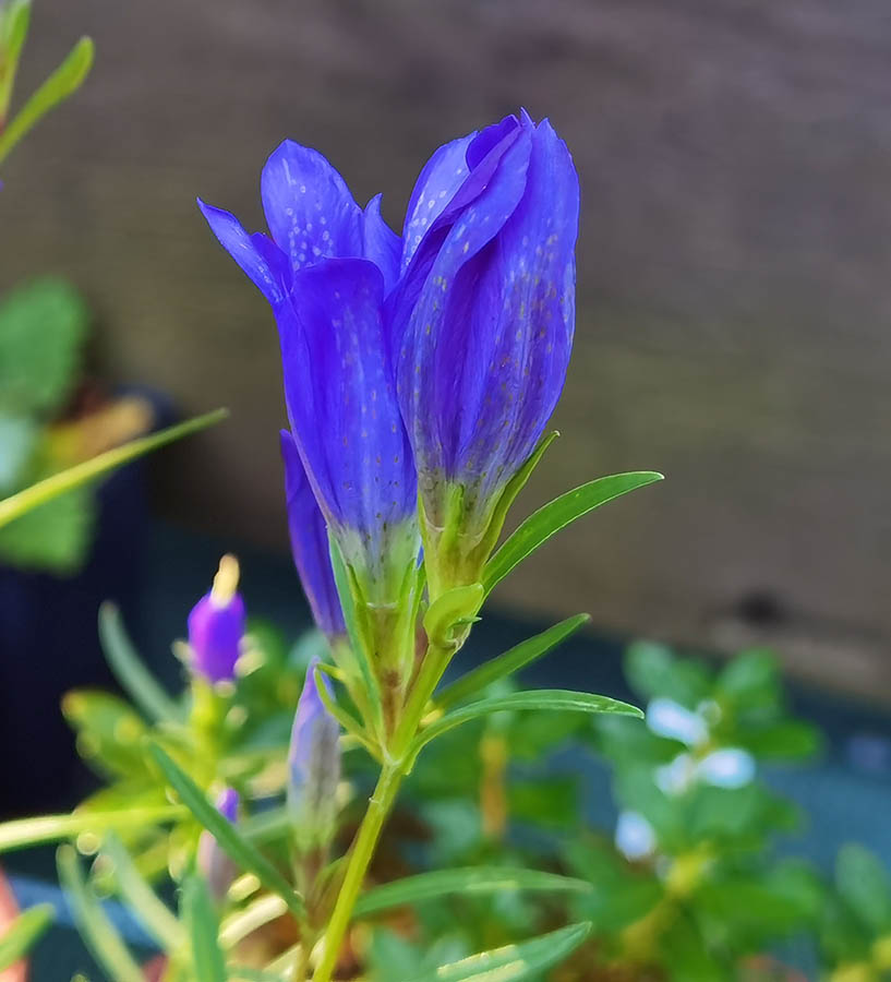 Gentiana pneumonanthe